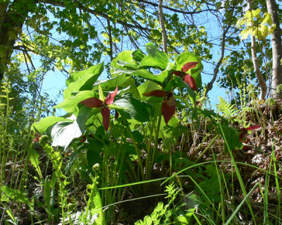 trilliums on bank
