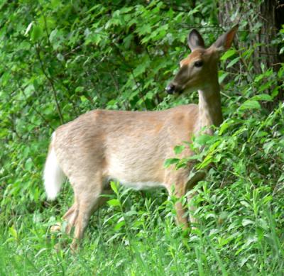 Whitetail Deer in Vermont