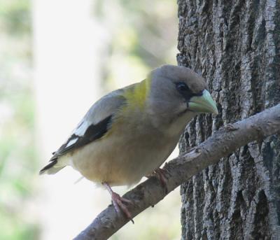 female eveninggrosbeak2