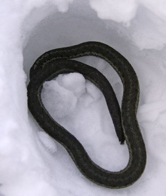 Dead Garter Snake in the snow-footprint