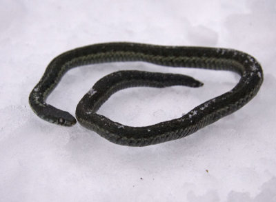 Garter Snake in the Winter- Vermont- a sad tale