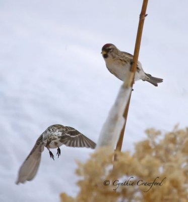 redpolls-2+flight