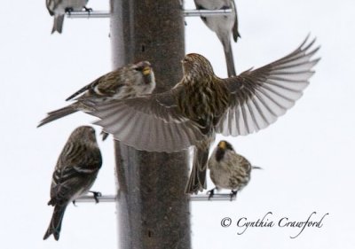 redpolls at feeder-wings-out