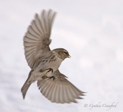 redpoll flight