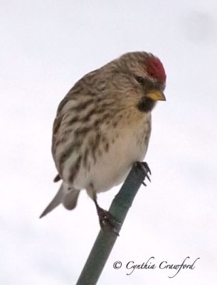 redpoll reed