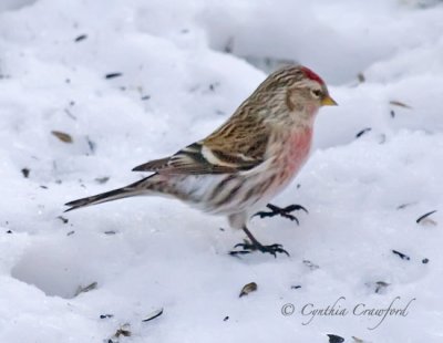 redpoll snow3