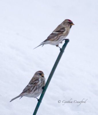 redpolls-2-stick