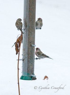 redpolls 3 feed