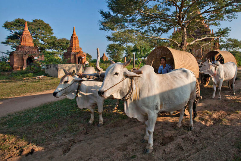 Oxcarts in Bagan
