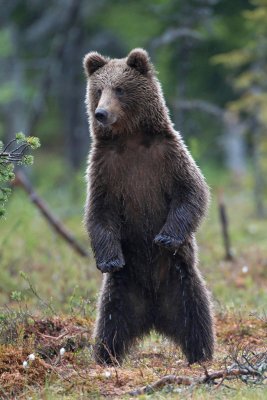 Brown Bears Finland