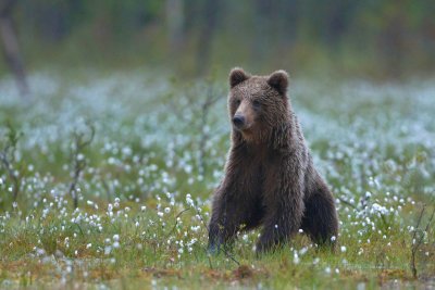 Brown Bears Finland