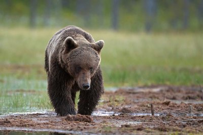 Brown Bears Finland