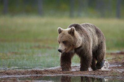 Brown Bears Finland