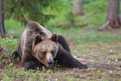 Brown Bears Finland