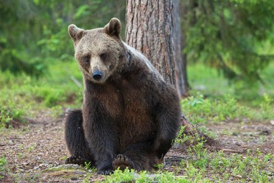 Brown Bears Finland