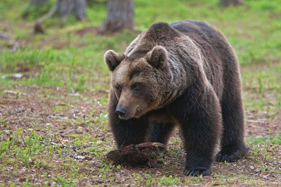 Brown Bears Finland