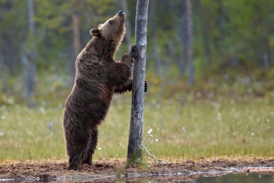 Brown Bears Finland