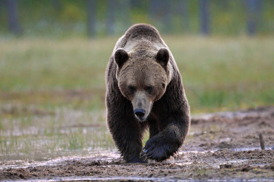 Brown Bears Finland