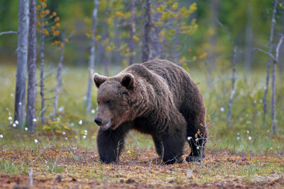 rown Bears Finland