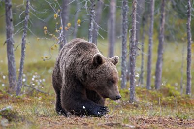 Brown Bears Finland