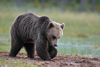 Brown Bears Finland