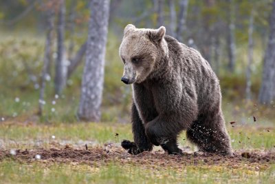 Brown Bears Finland