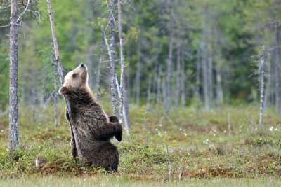 Brown Bears Finland