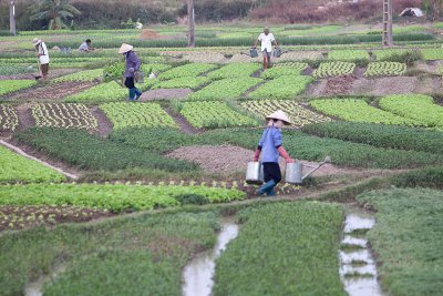 Vegetable fields