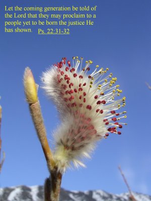 willow en5.JPG