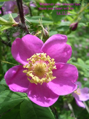 rose en1.JPG