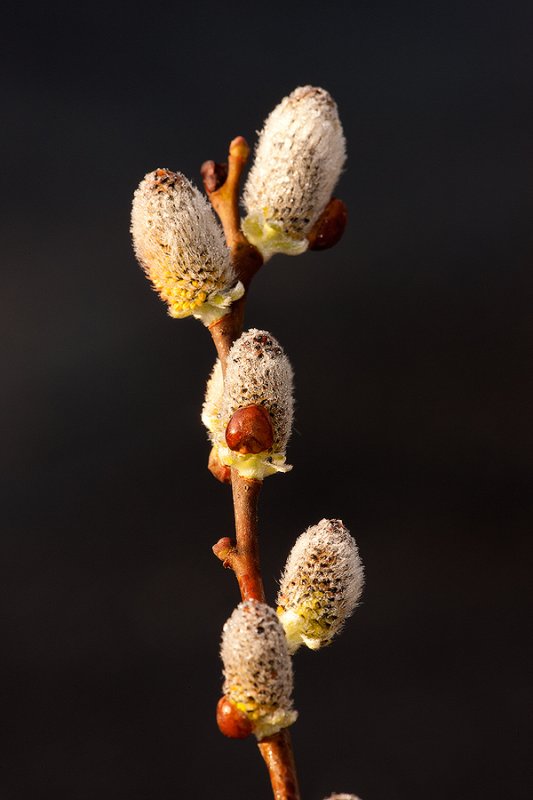 willow buds