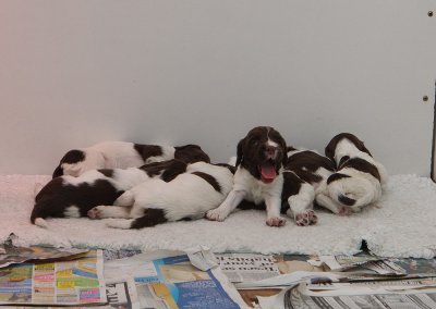 The rest of Ruby's Litter