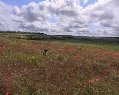 Ellie with Poppies
