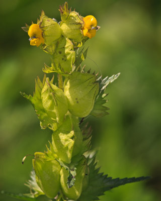 Yellow Rattle