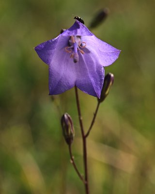 harebell