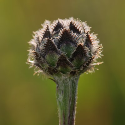 hawkbit seed head