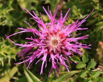 Dwarf Thistle