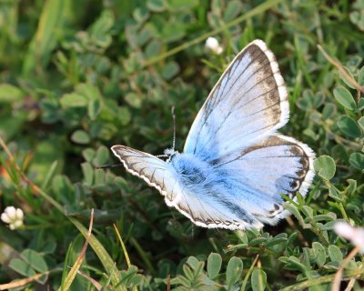 Chalkhill Blue