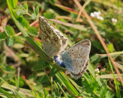 Mating