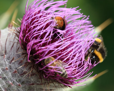 Spear Thistle and bees