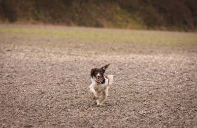 Flying Mud 2