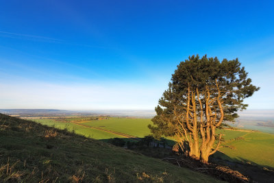 Scots Pine at the Beacon