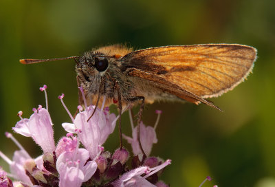 UK Butterflies and Moths