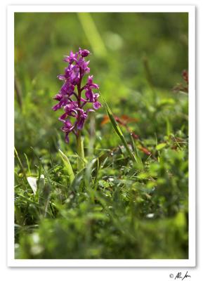 early purple orchid.jpg