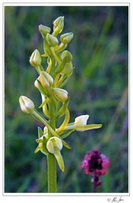 lesser butterfly orchid