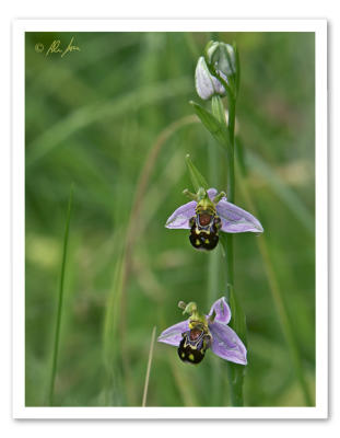bee orchid.jpg