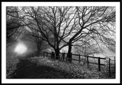 The Oak in Winter