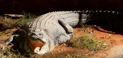 Crocodile at Malcolm Douglas Wilderness Park