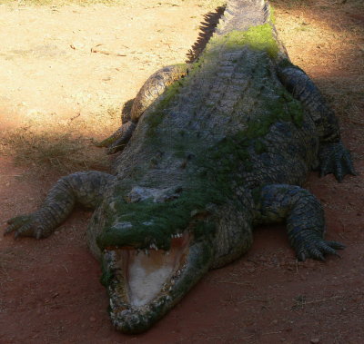 Crocodile at Malcolm Douglas Wilderness Park