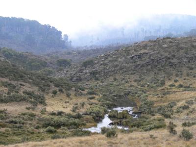 HIGH COUNTRY ABOVE DINGO HILL TRACK